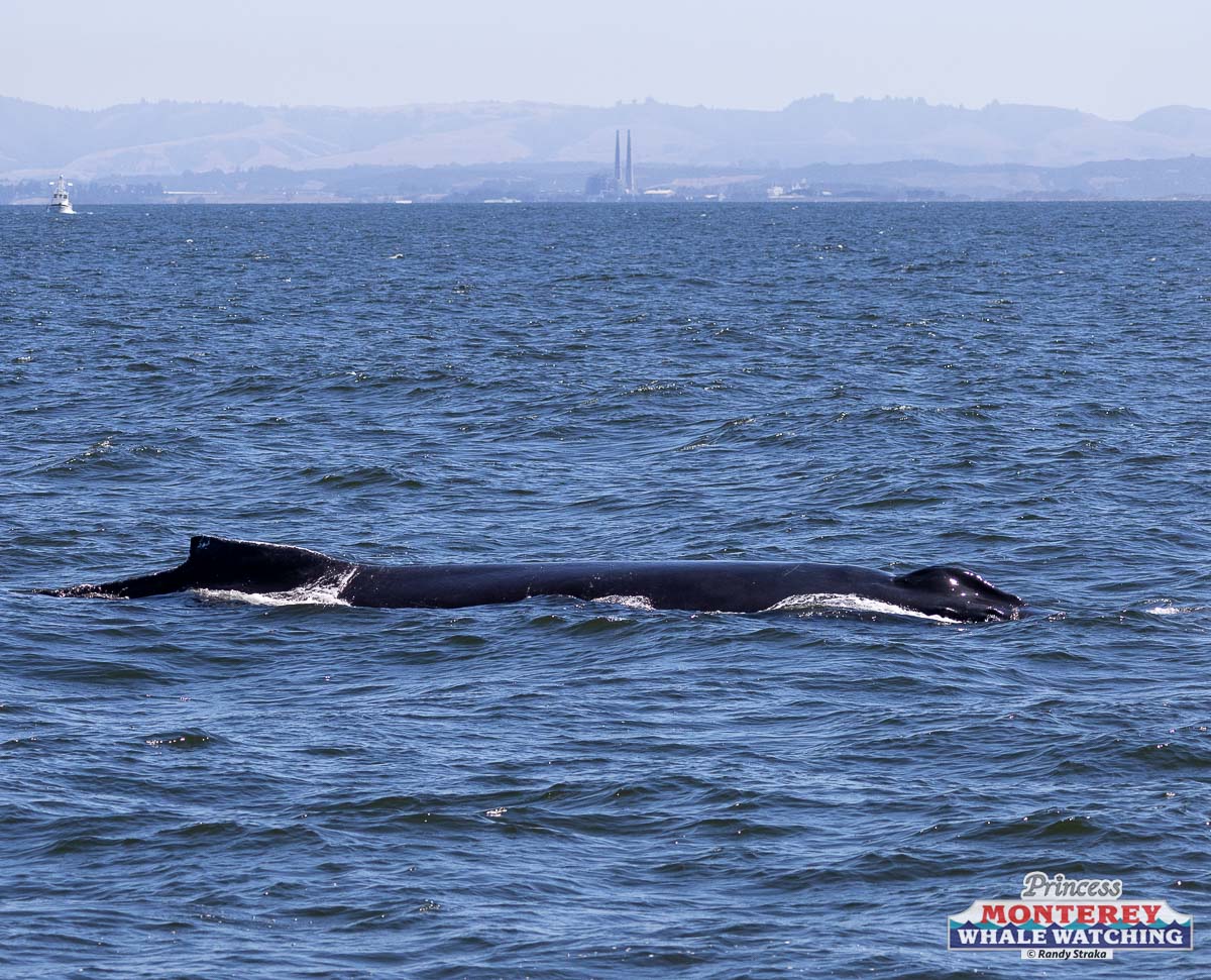 a whale in a large body of water