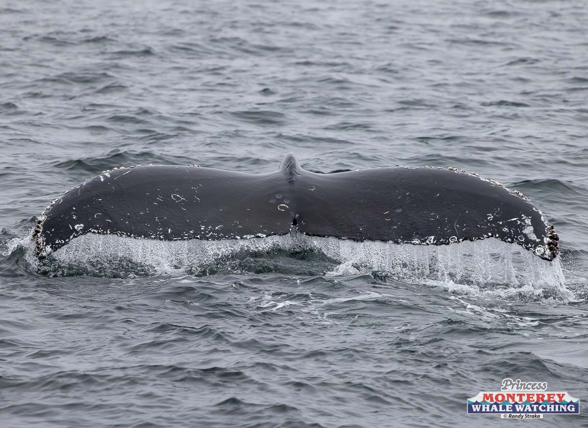 a whale jumping out of the water