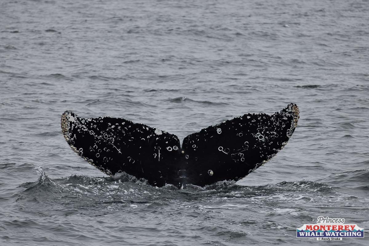 a dog in a body of water