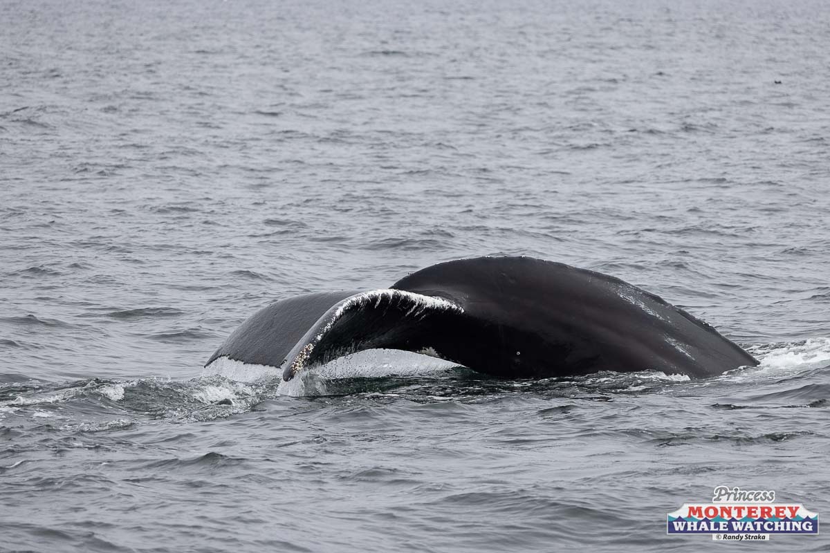 a whale jumping out of the water