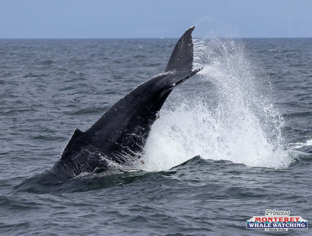 a whale jumping out of the water