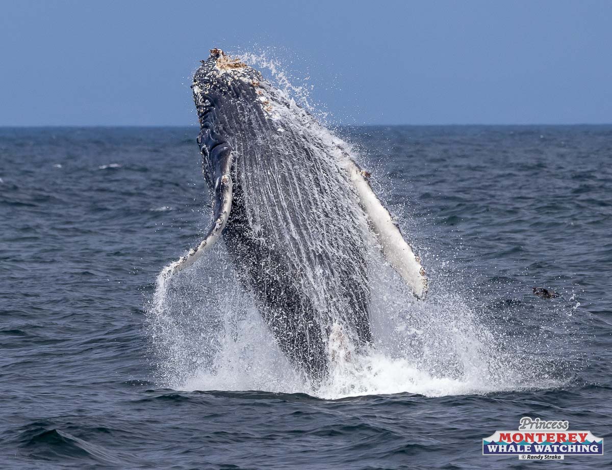 a whale jumping out of the water