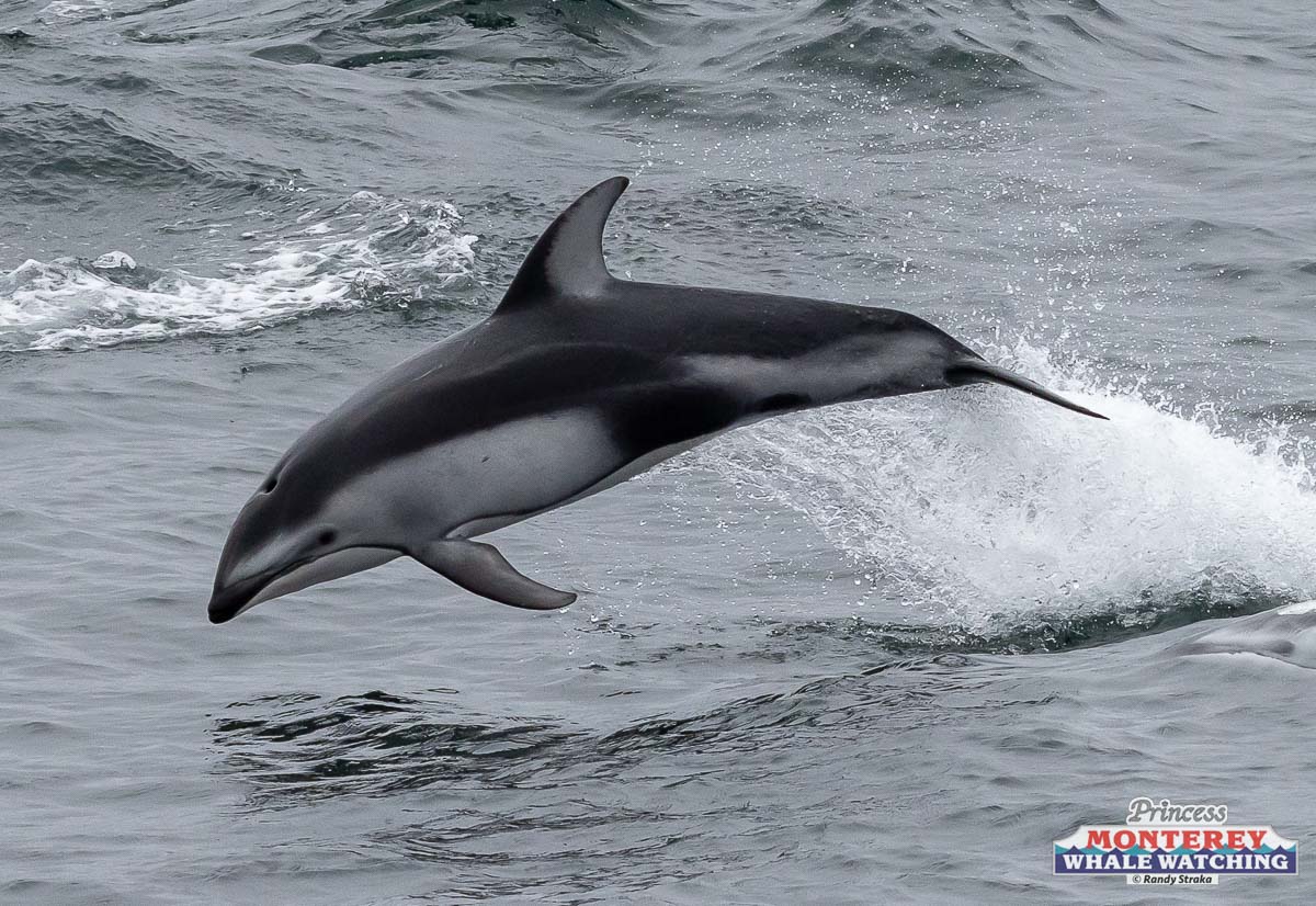 a dolphin jumping out of the water