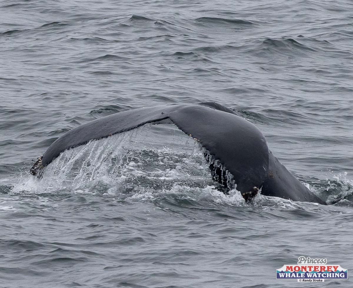 a whale jumping out of the water