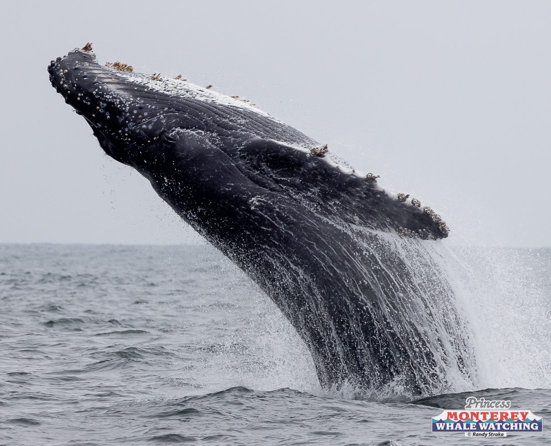 a whale jumping out of the water
