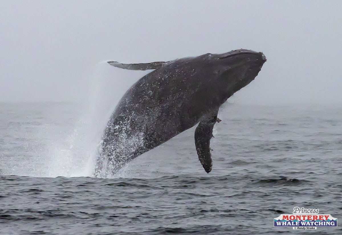 a whale jumping out of the water