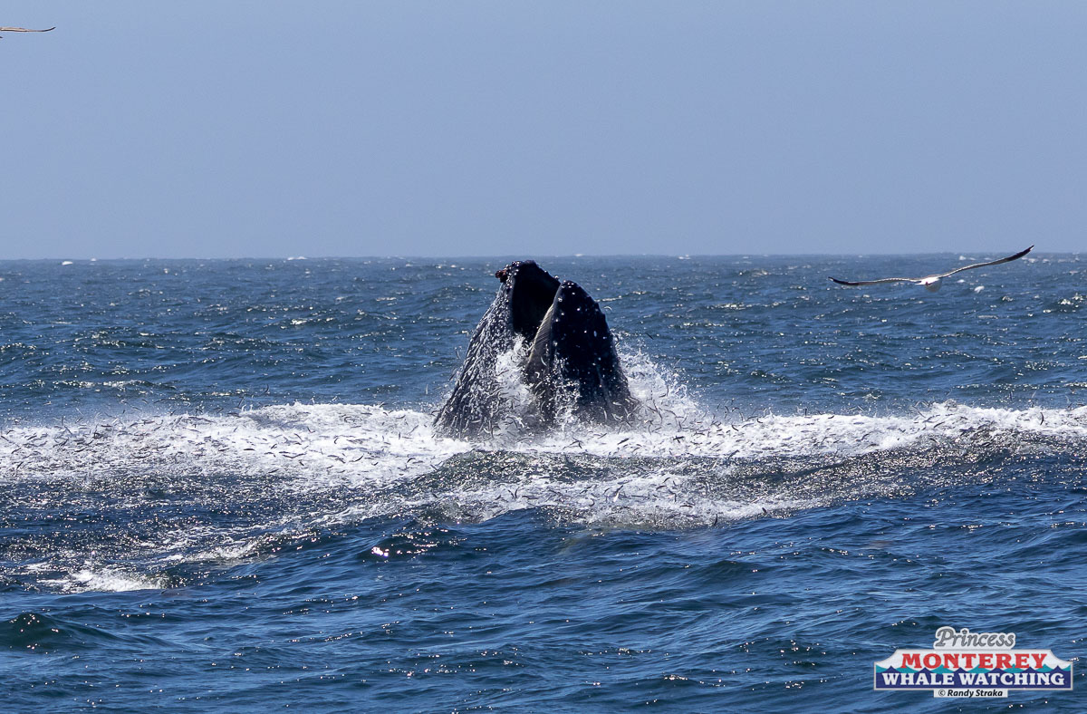 water next to the ocean