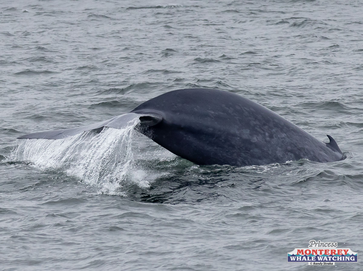 a whale jumping out of the water