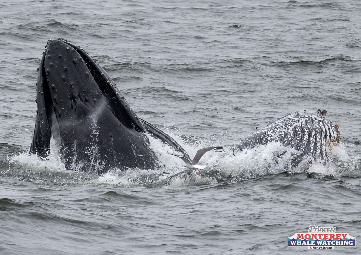 a whale jumping out of the water