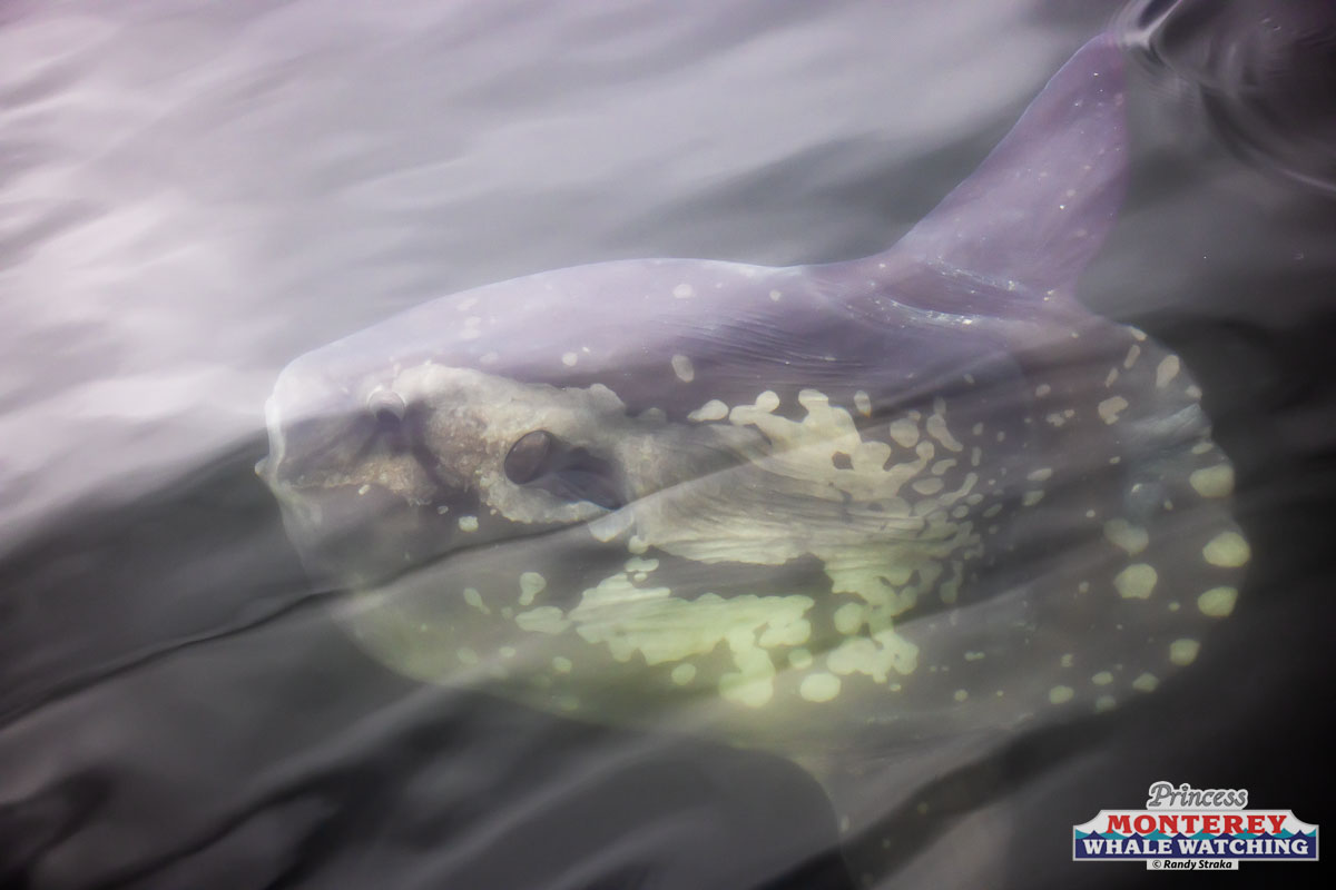 a close up of a bird