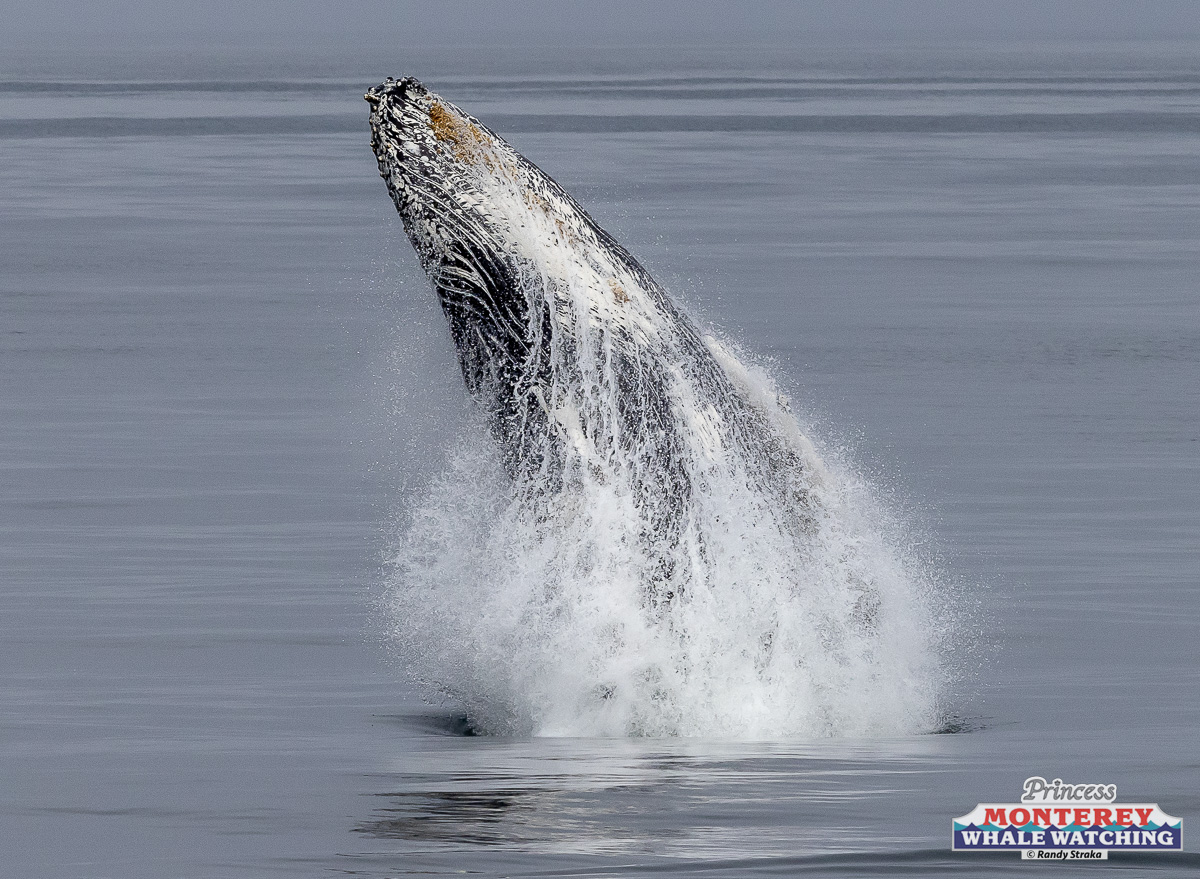 a whale jumping out of the water