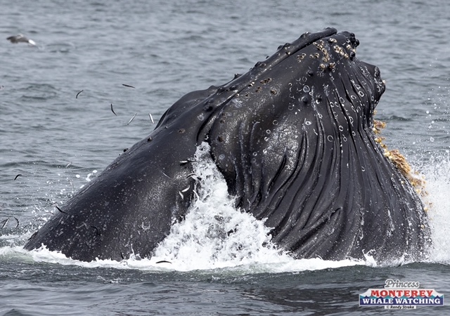 a whale jumping out of the water