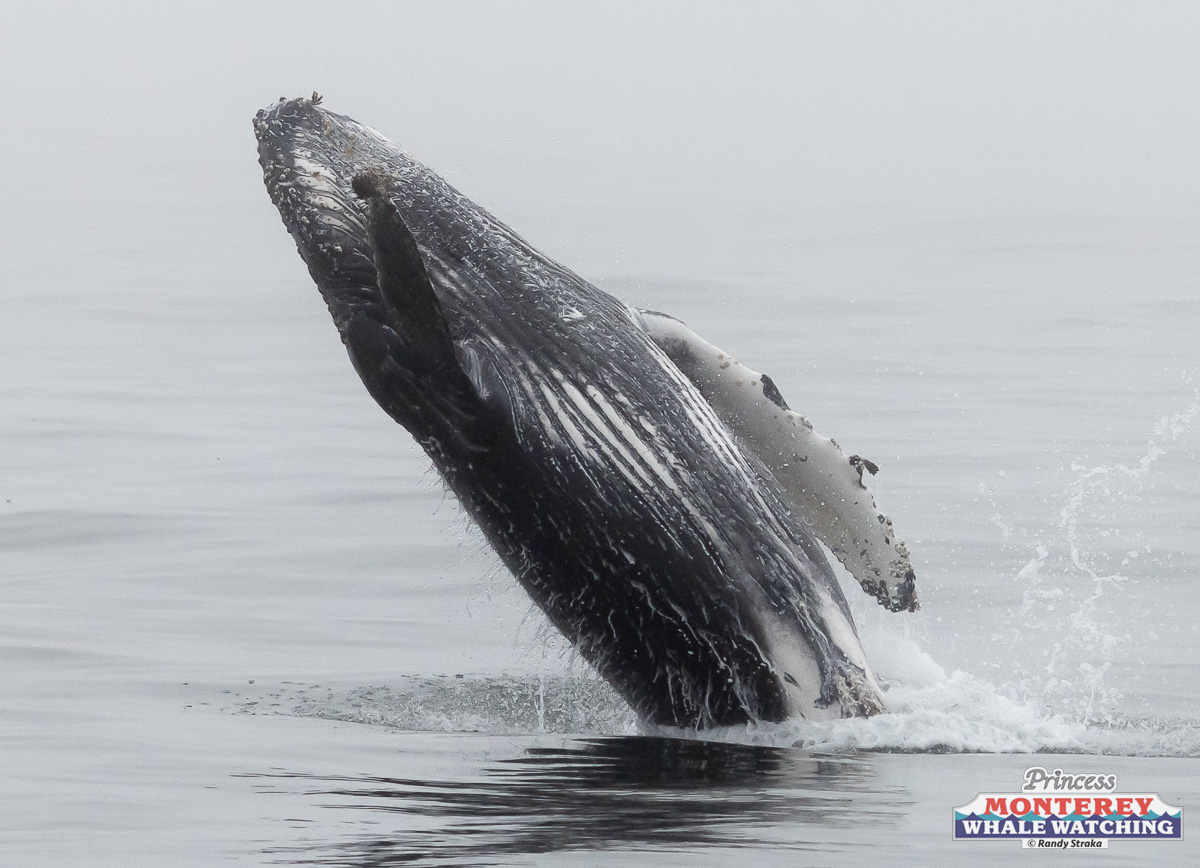 a whale jumping out of the water