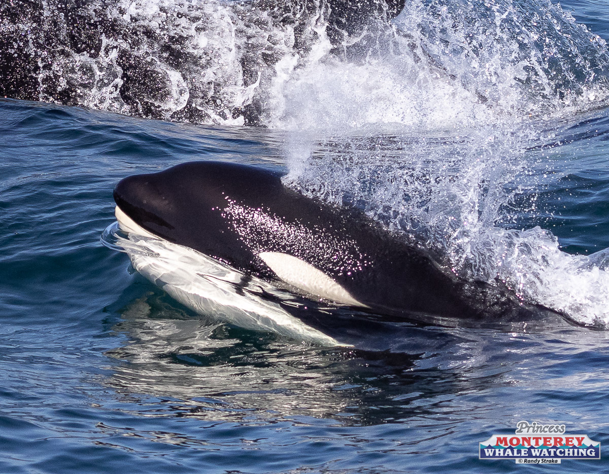 a man riding a wave on a surfboard in the water