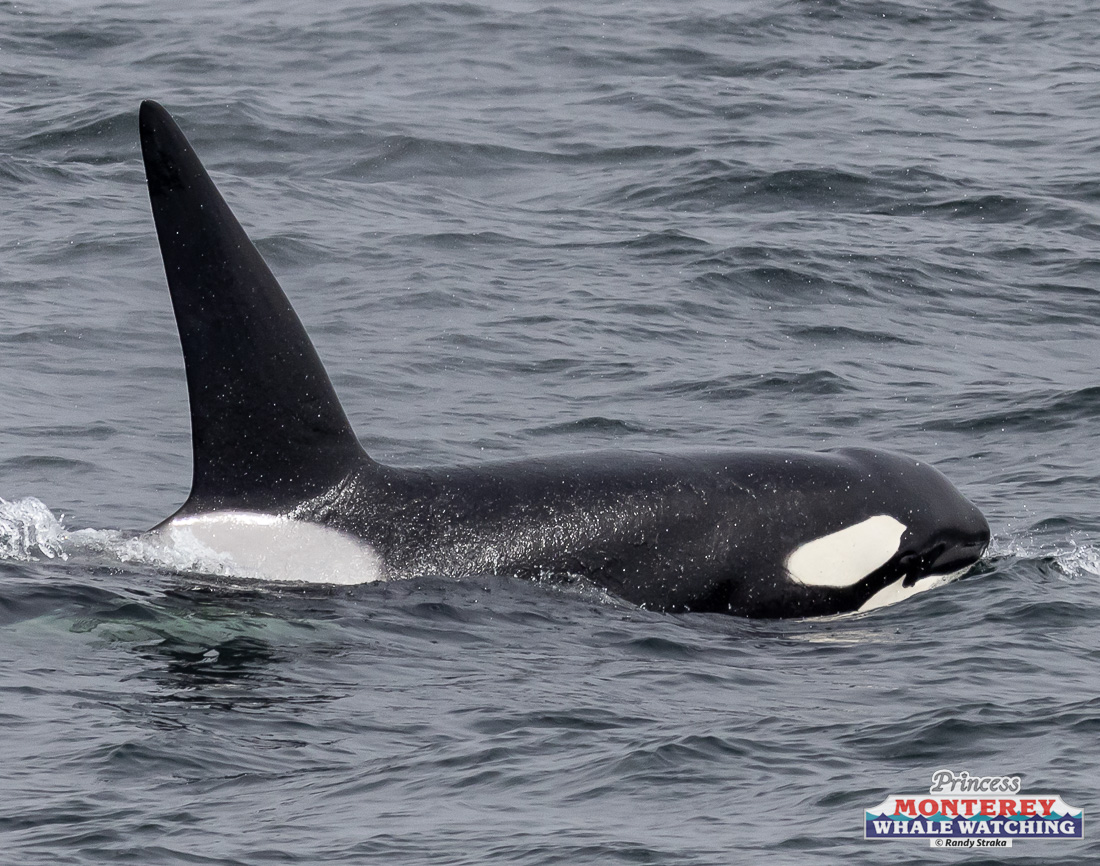a dolphin jumping out of the water