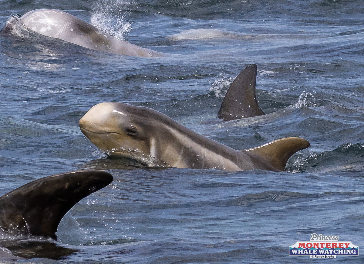 a dolphin jumping out of the water