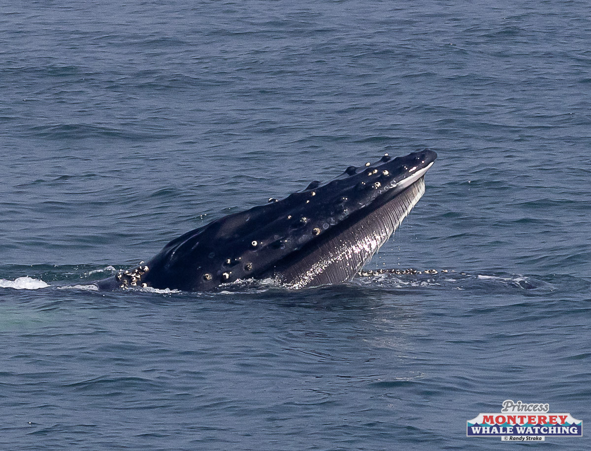 a whale jumping out of the water