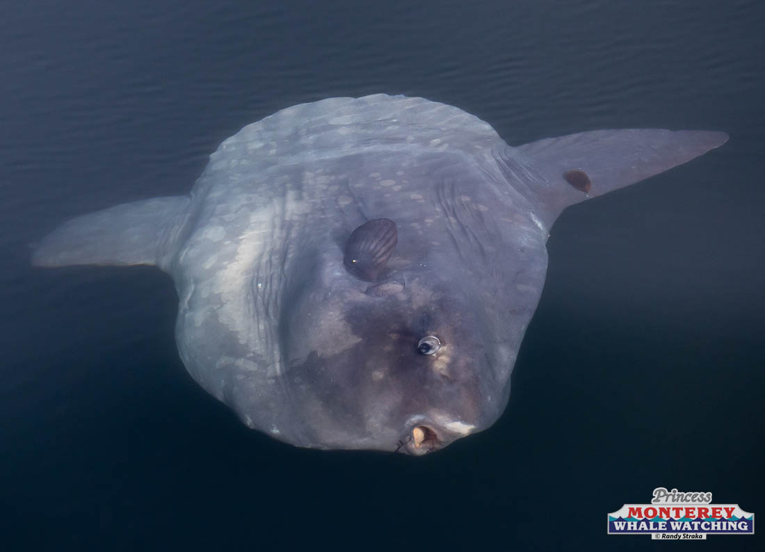 a fish swimming under water
