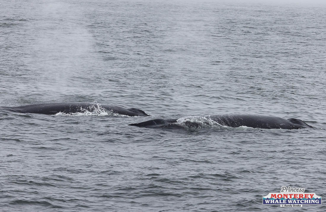 a whale swimming under water