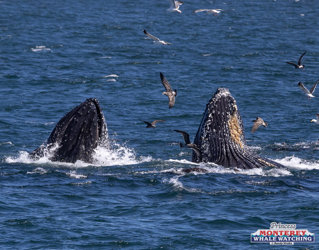 a whale jumping out of the water
