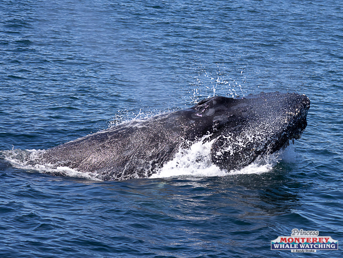 a whale swimming under water