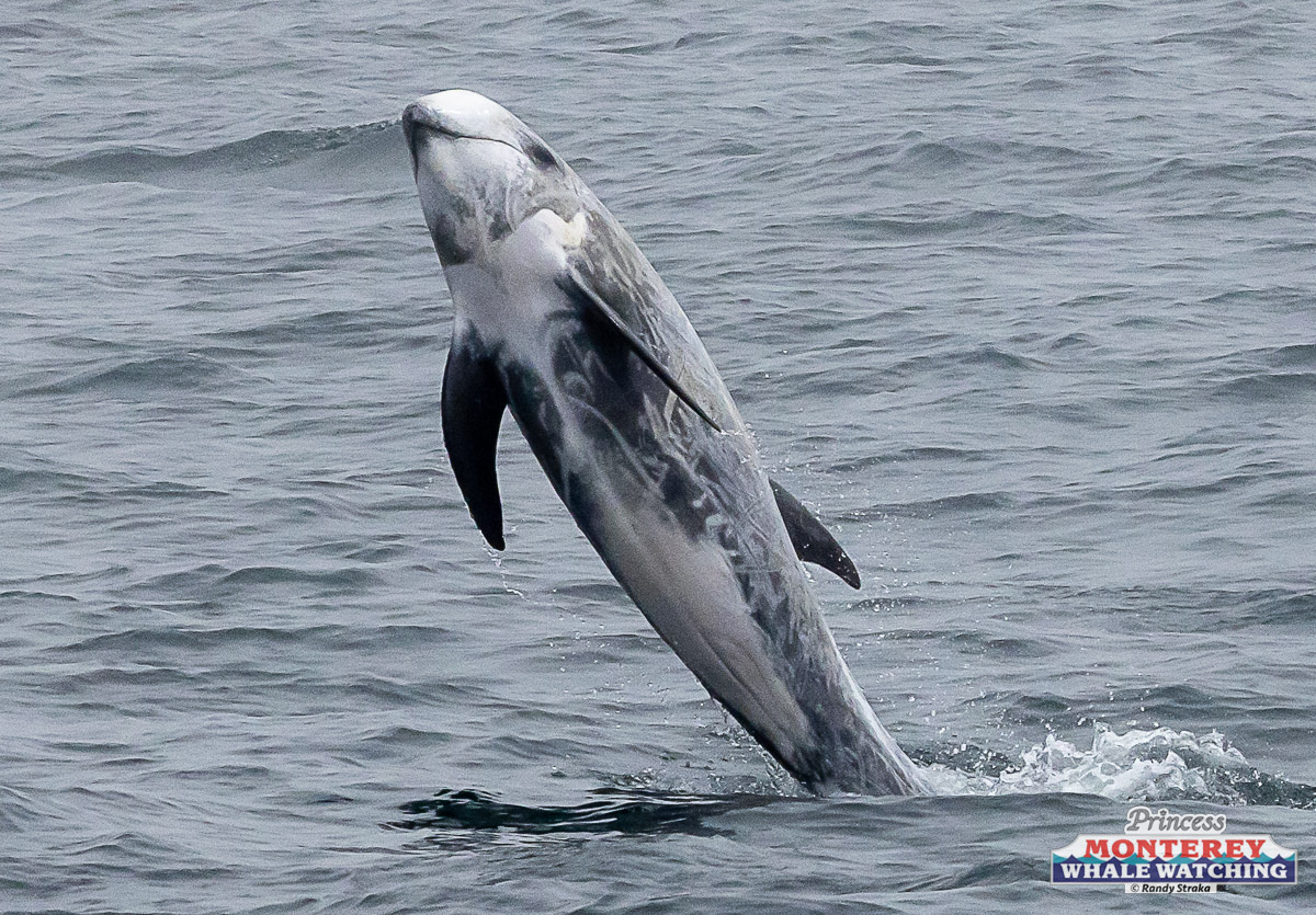 a bird flying over a body of water