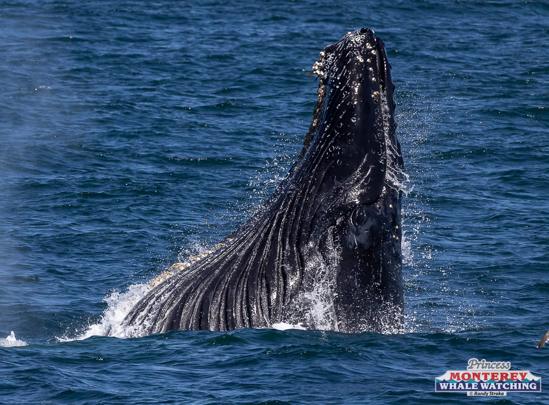 a whale jumping out of the water