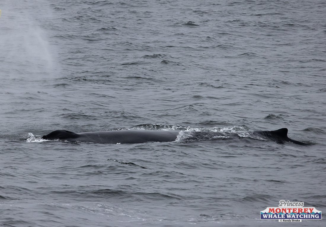 a whale jumping out of the water