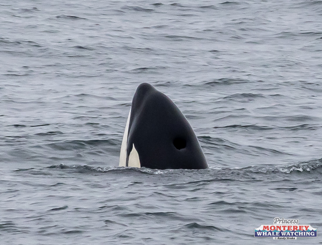 a person swimming in a body of water