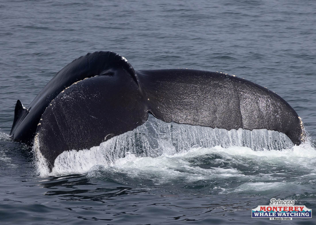 a whale jumping out of the water