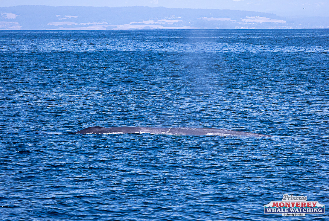 a large body of water