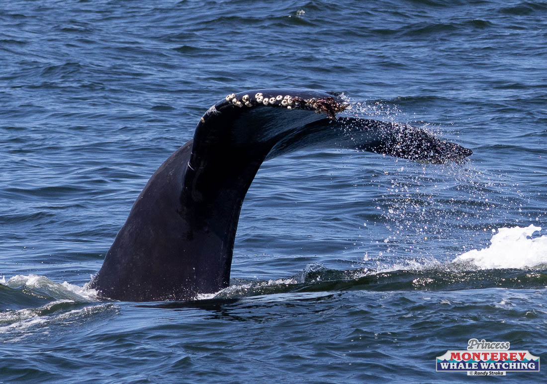 a whale jumping out of the water