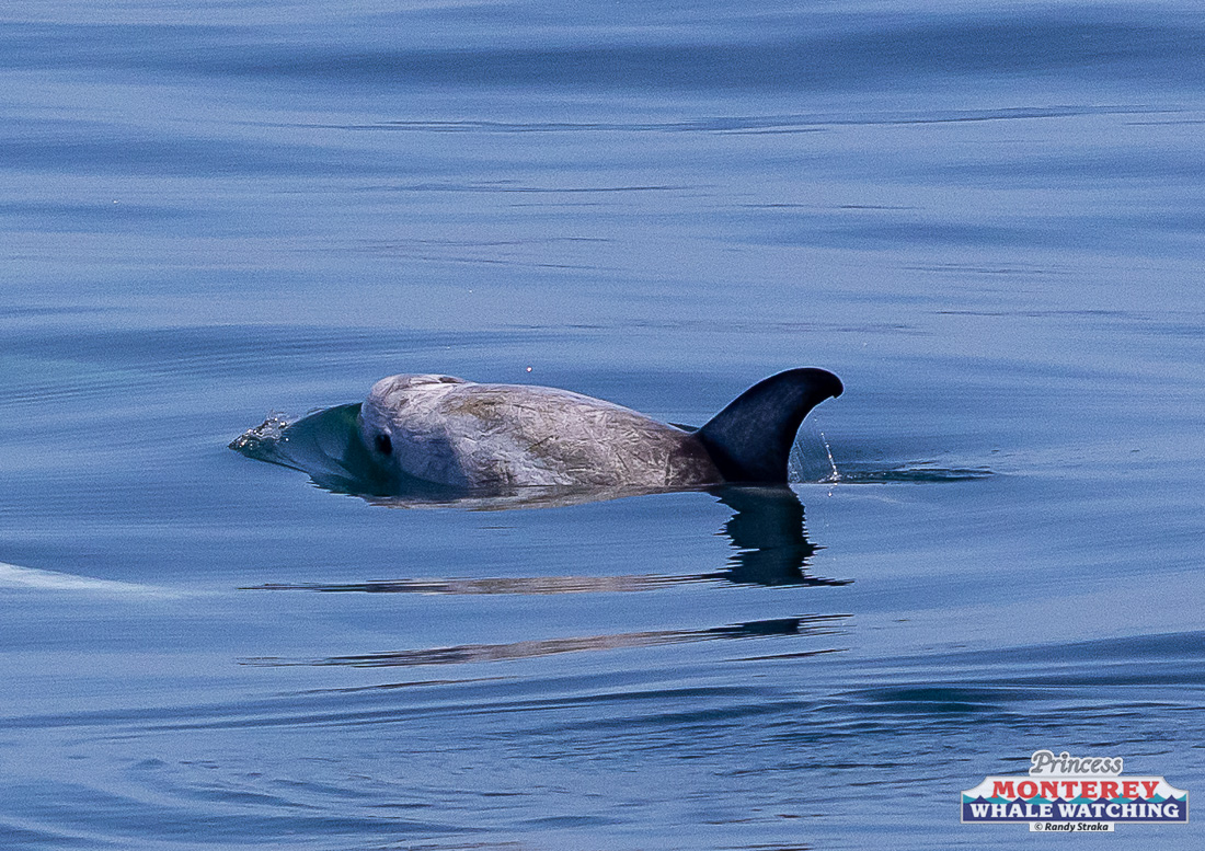 a bird swimming in water next to a body of water