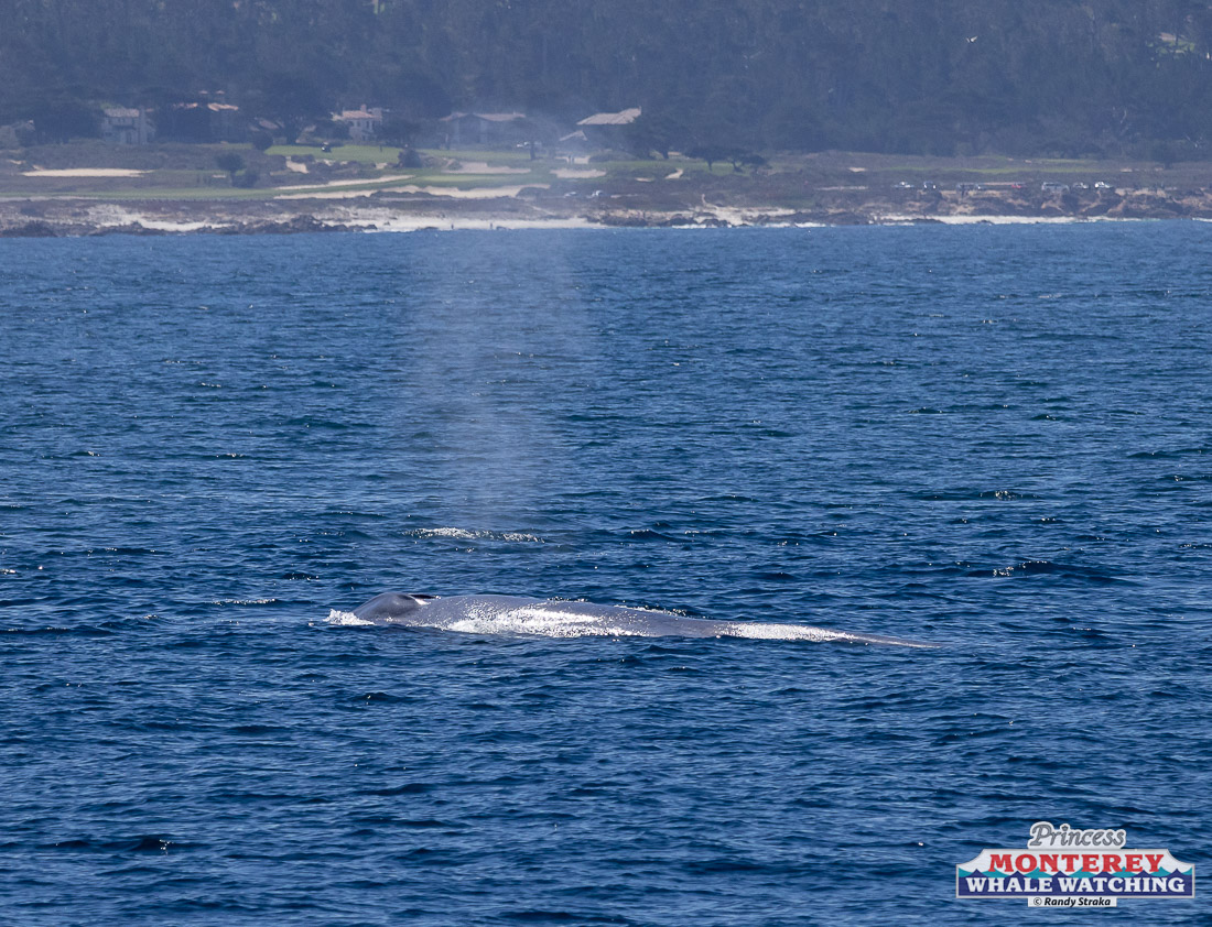 a whale jumping out of the water