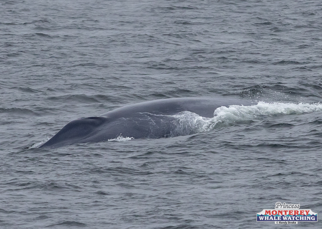 a whale jumping out of the water