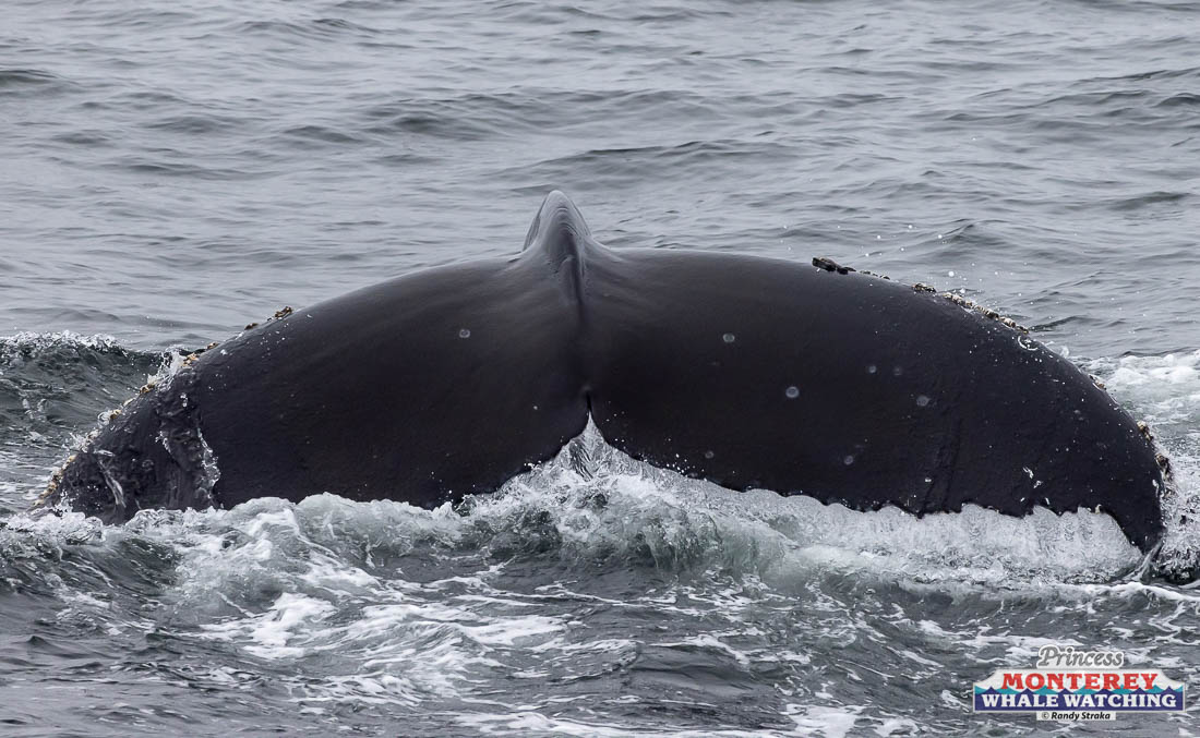 a whale jumping out of the water