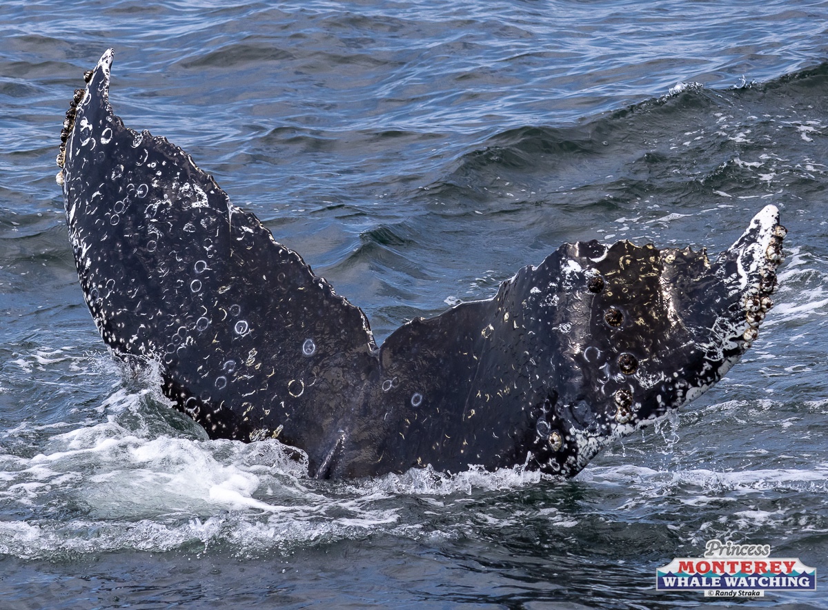 a dog playing with a frisbee in the water