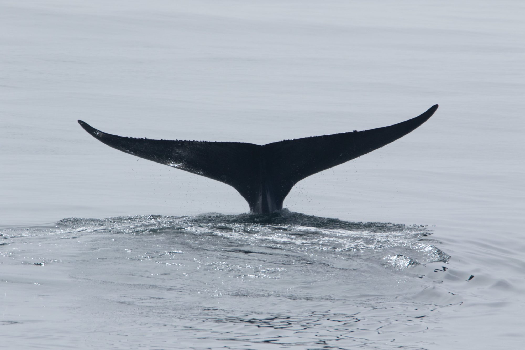 a whale jumping out of the water