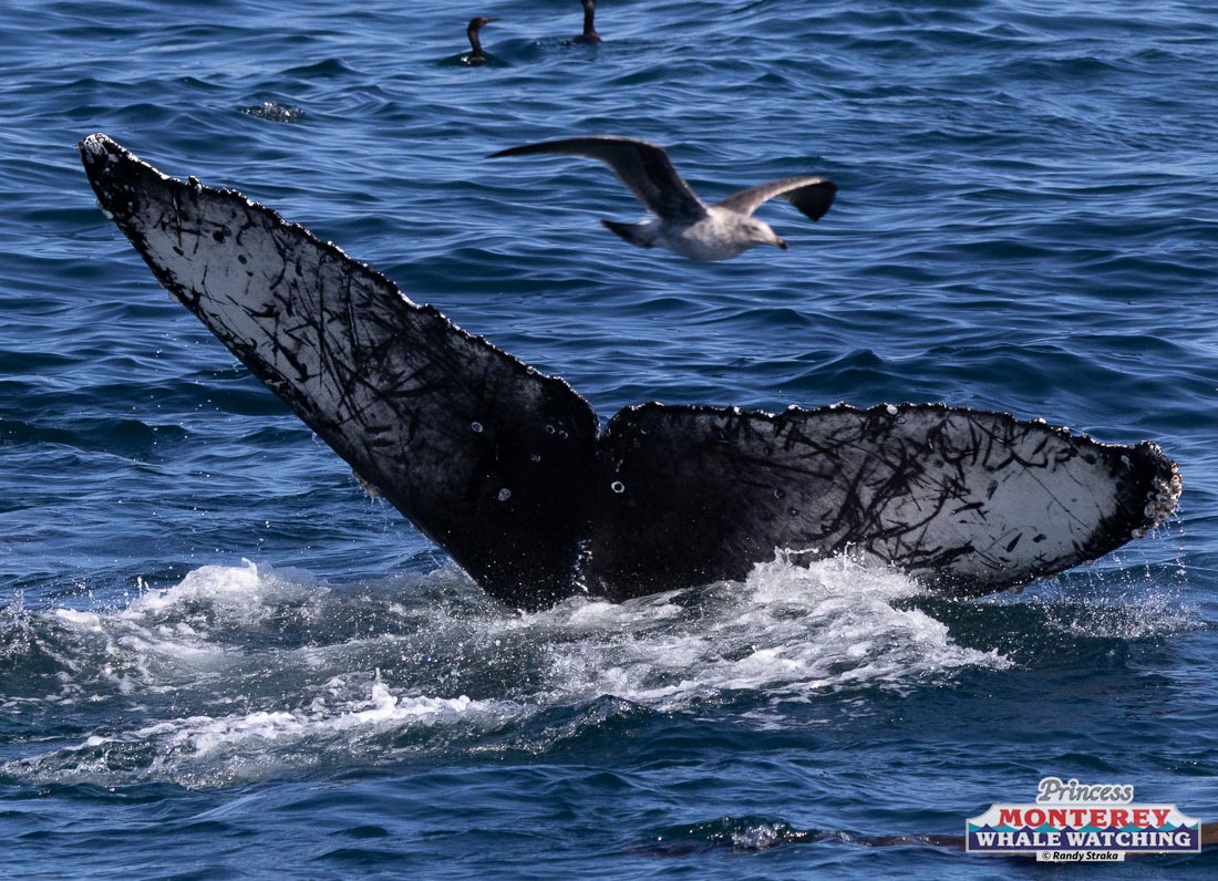 a bird sitting on top of a body of water