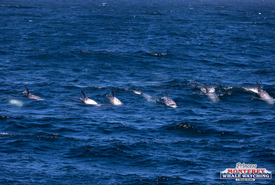 a group of people swimming in a body of water