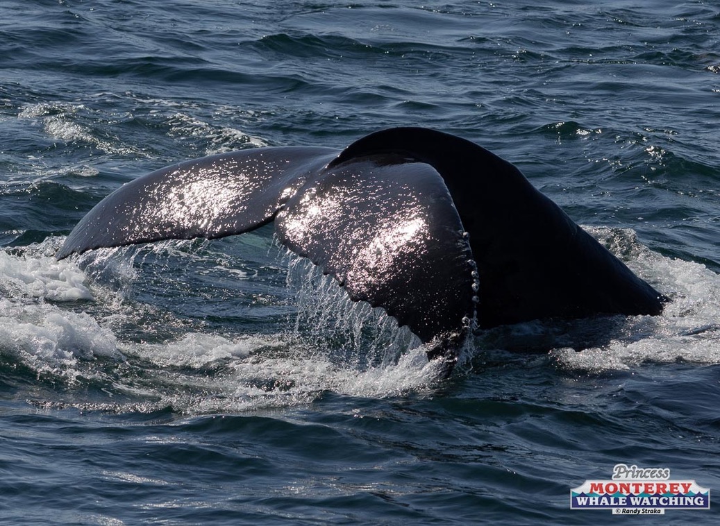 a whale jumping out of the water