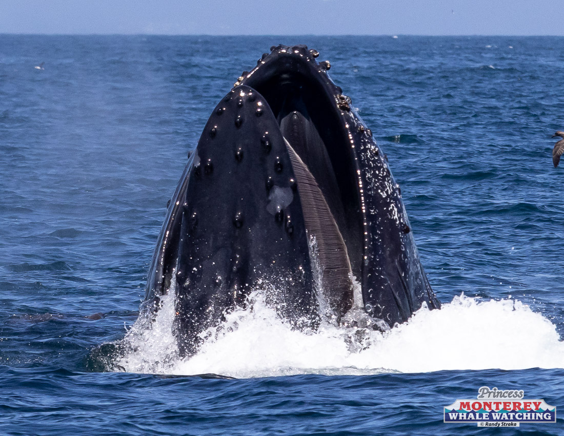 a whale jumping out of the water