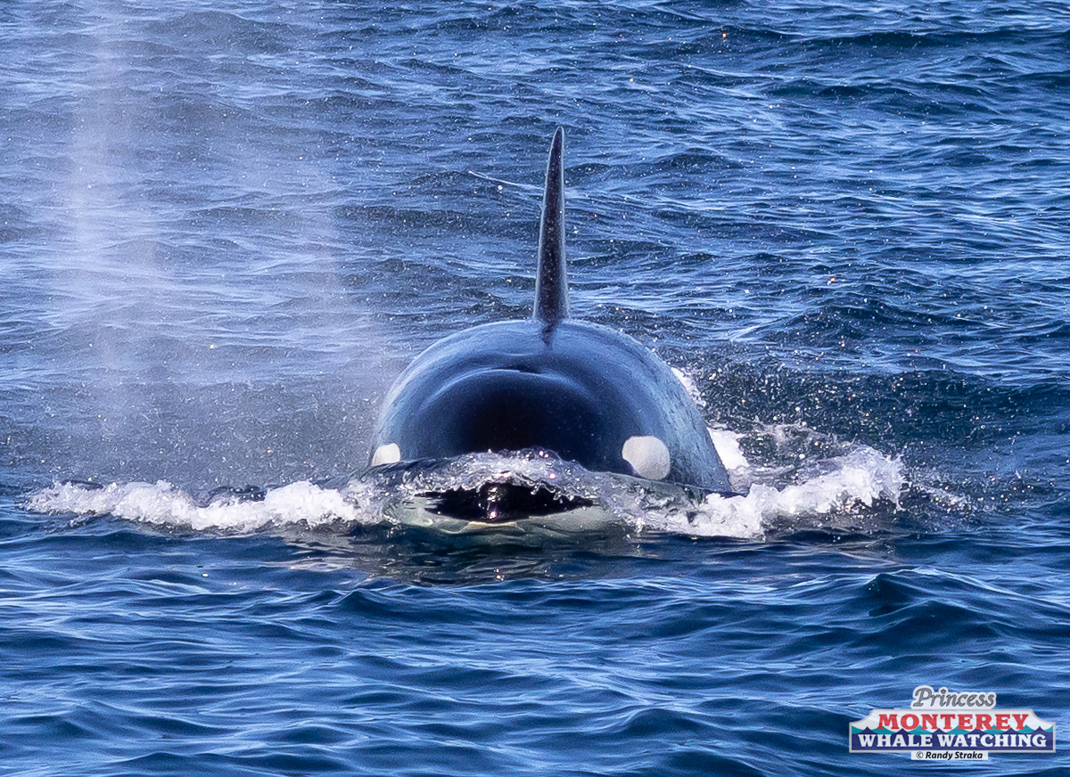 a whale jumping out of the water