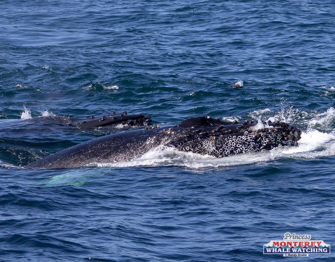 a whale jumping out of the water