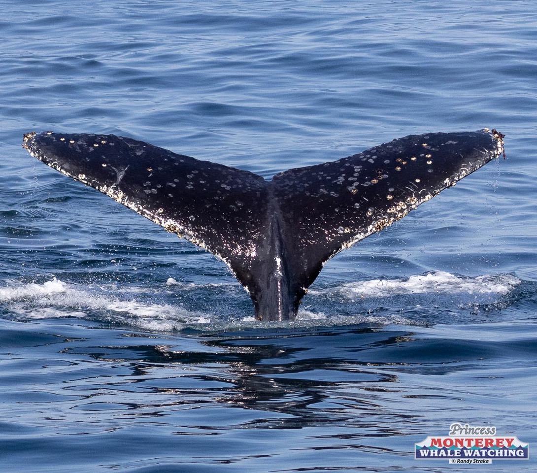 a whale jumping out of the water