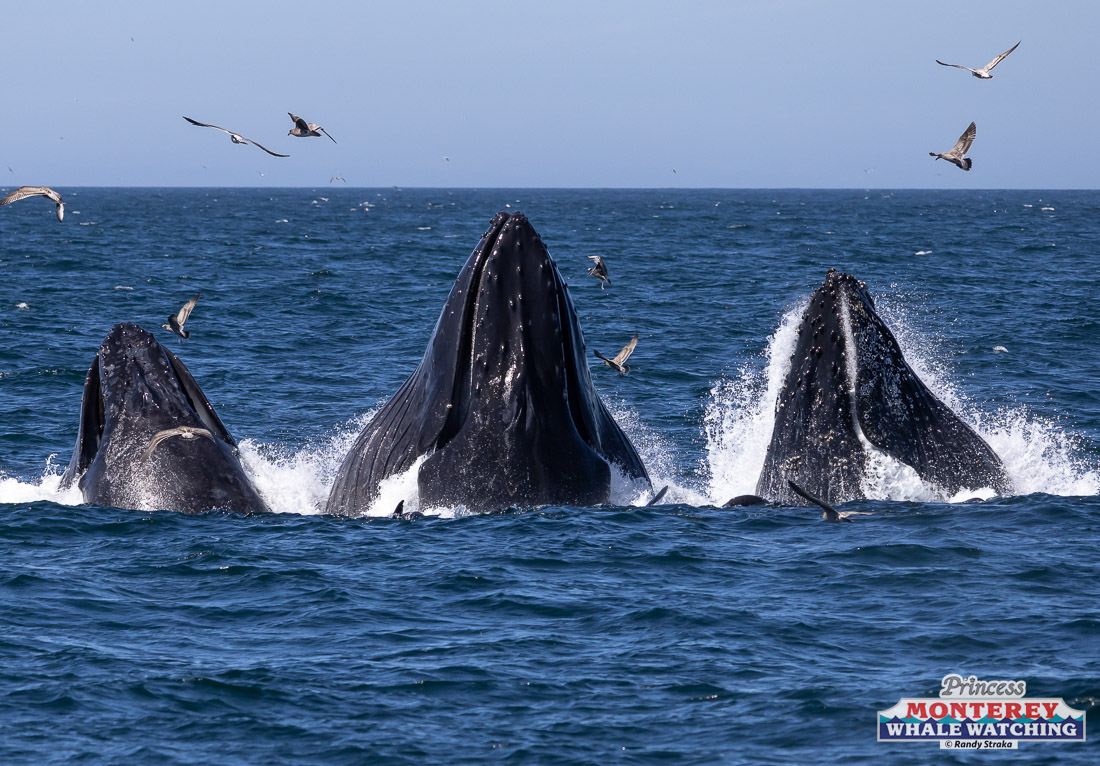 a bird flying over a body of water
