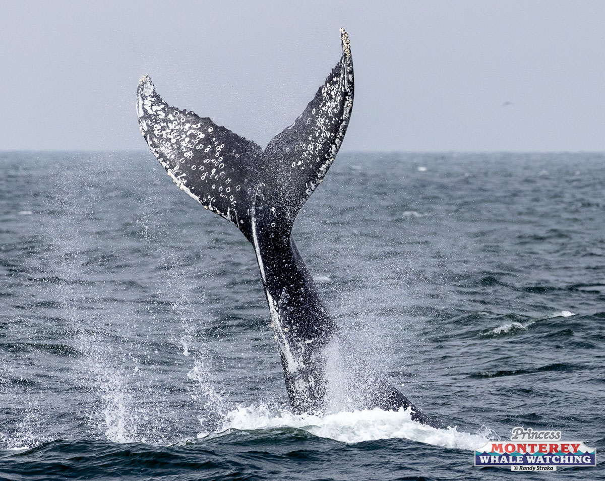 a whale jumping out of the water