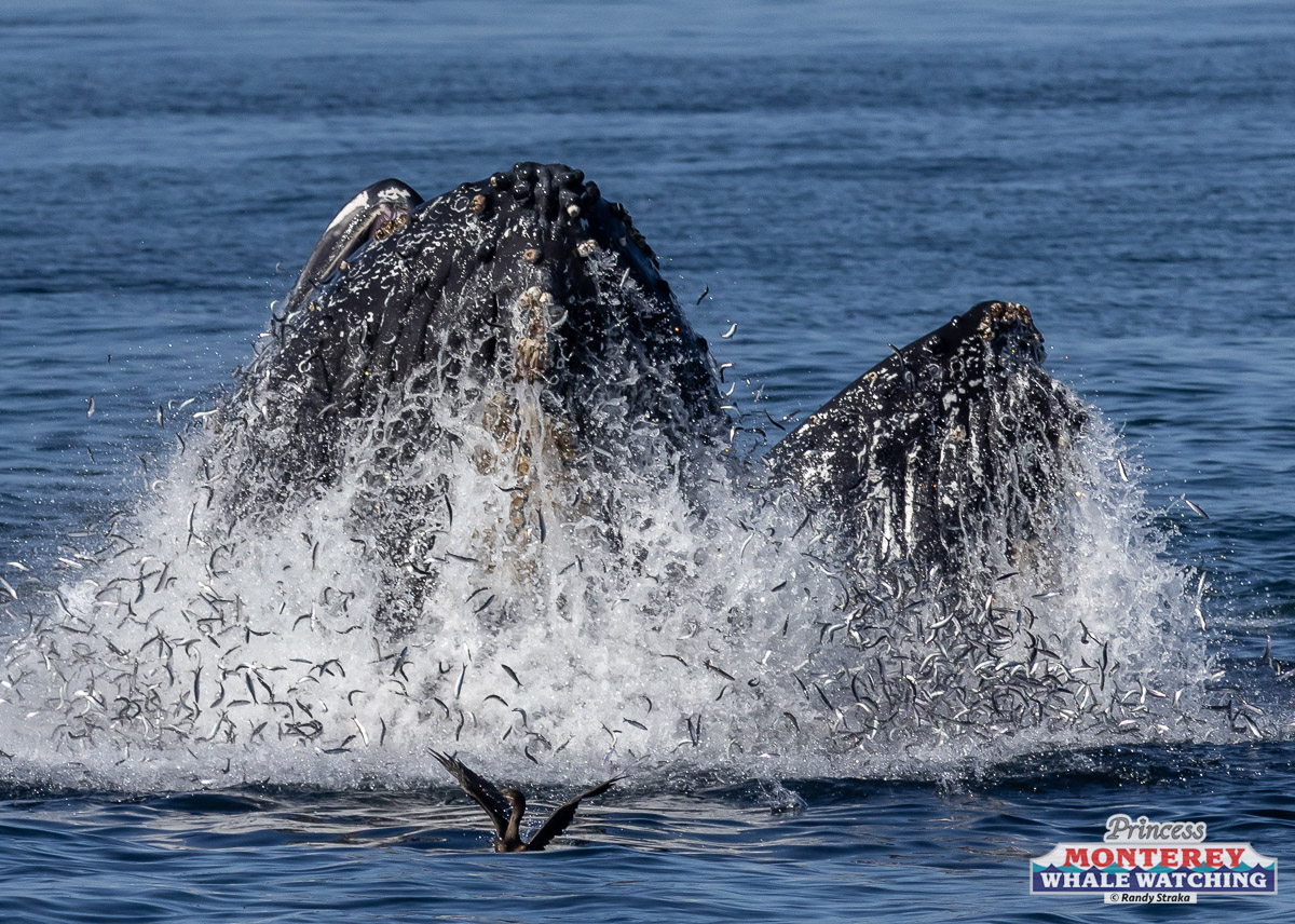 a whale jumping out of the water