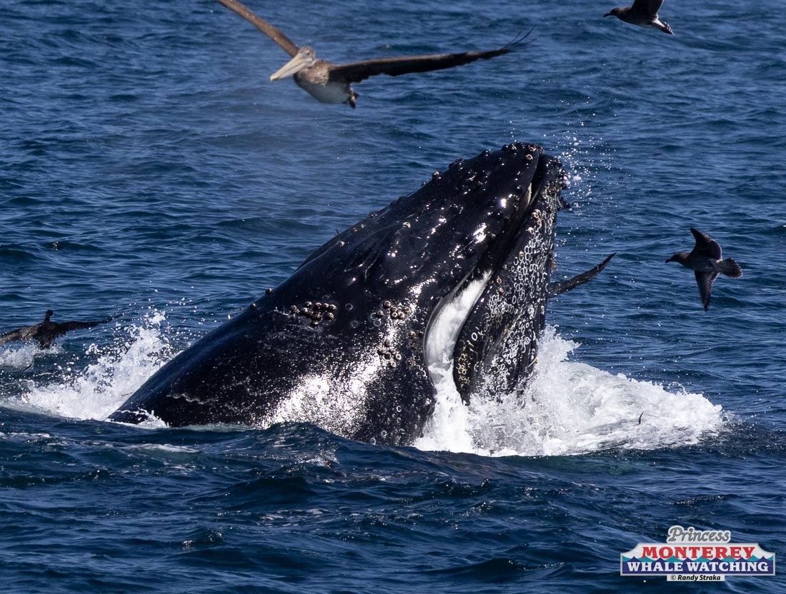 a bird flying over a body of water