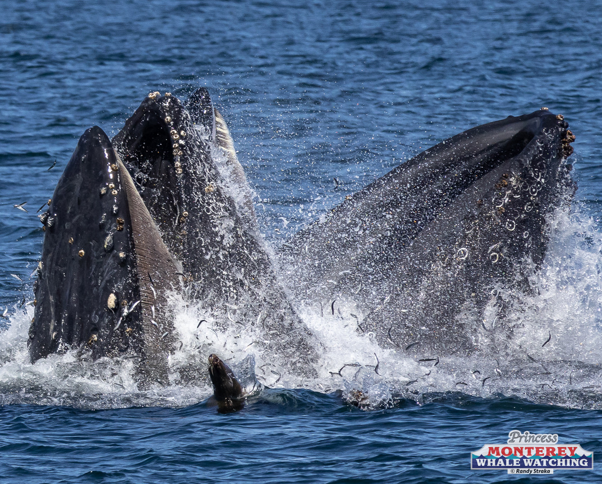 a whale jumping out of the water